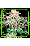 Auto White Widow Feminised