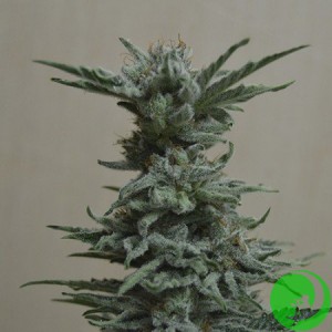 Ak Skunk Feminised