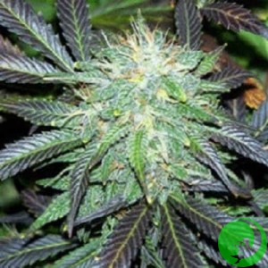 Auto Black Domina