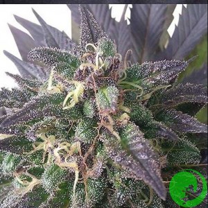 Auto Blue Mystic Feminised