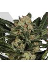 Auto Candy Kush