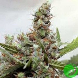 Auto CBD Blue Shark Feminised