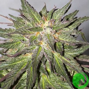 Auto CBD Critical Cure Feminised