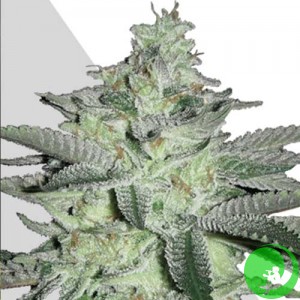 Семена конопли Auto Diesel Berry