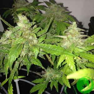 Auto Fresh Lemon Feminised