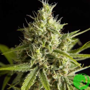 Auto Fruity Jack Feminised