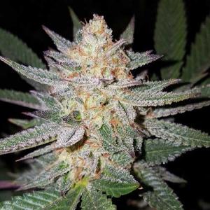 Auto Girl Scout Cookies Feminised