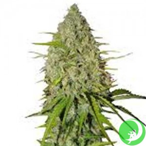 Auto Grapefruit Feminised