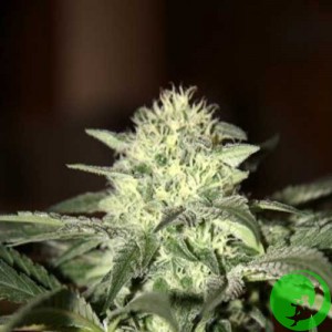 Семена конопли Auto Great White Feminised F1 Seedsman