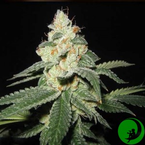 Auto Great White Shark