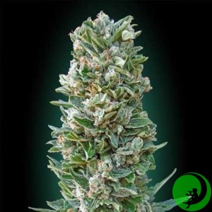 Auto Heavy Bud Feminised