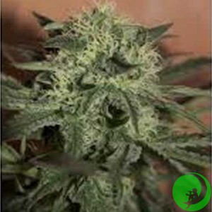 Семена конопли Auto Lemon Feminised F1 Seedsman