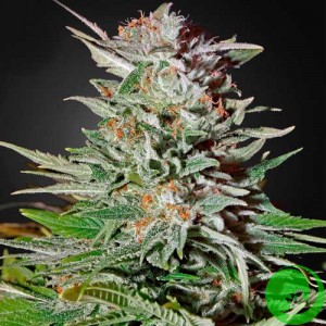 Семена конопли Auto Lemon Haze Feminised