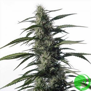 Auto Medical CBD Feminised