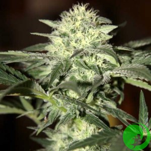 Auto Moscow Feminised F1 Seedsman