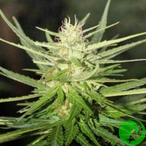 Auto Rasta Haze Feminised