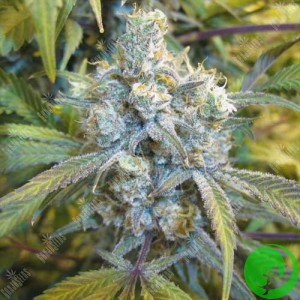 Семена конопли Auto Super Silver Haze Feminised