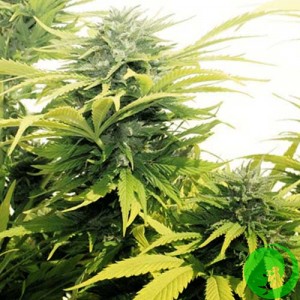 Семена конопли Buddha's Sativa Feminised