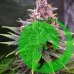 Семена конопли Auto Purple Lemonade