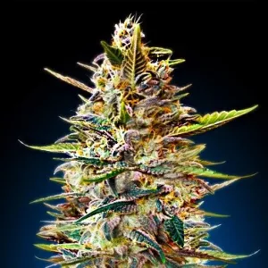 Auto Blue Diesel Feminised