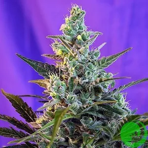 Auto Sweet Skunk Feminised
