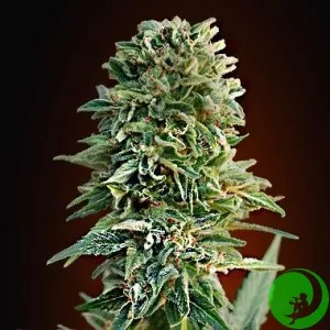 Auto Jack
