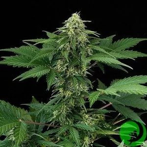 Auto Somango Feminised