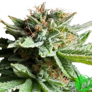 Super Skunk Feminised