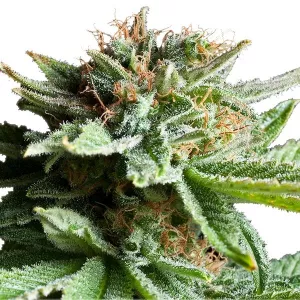 Super Skunk Feminised