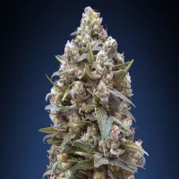 00 Kush Feminised