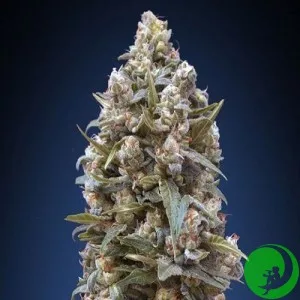 00 Kush Feminised