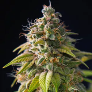 Bubba Haze Express Feminised (BullySeeds)