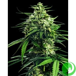 CBD King