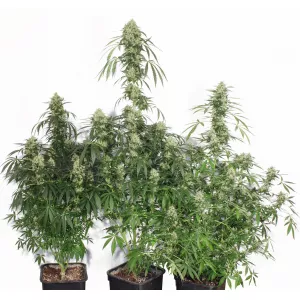 Crop Champ Express Feminised (BullySeeds)
