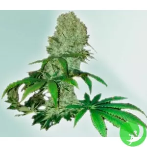 CBD Cure