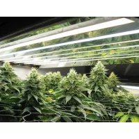 Screen of Green (SCROG) - большие шишки, большой урожай