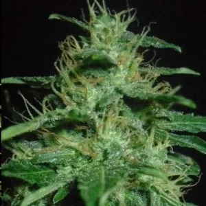 60 Day Wonder Auto