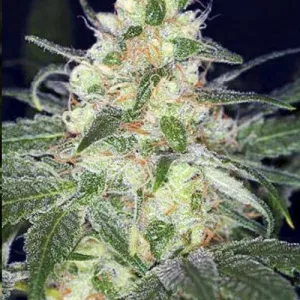 Afghani Auto Feminised Original