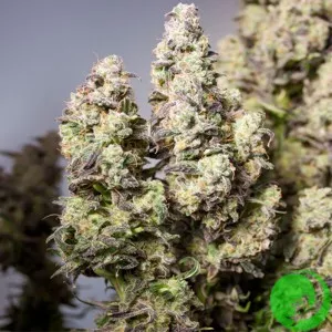 Auto Colorado Cookies Feminised