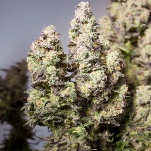 Auto Colorado Cookies Feminised