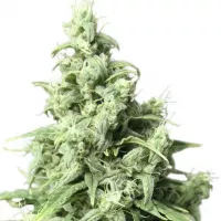 Auto Durban Poison