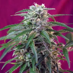 Auto Green Poison Feminised