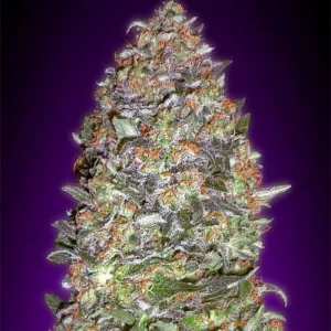 Auto New York Diesel
