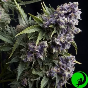 Auto Purple Feminised