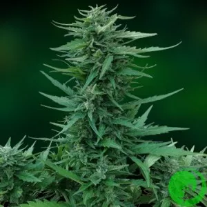 Auto Sweet Tooth