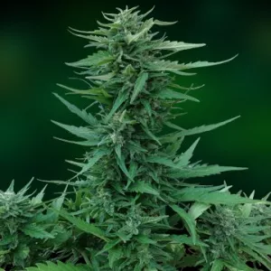Auto Sweet Tooth