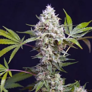 Auto Afghan Haze Feminised