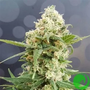 Auto Pineapple Feminised
