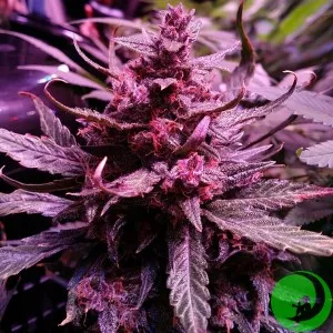 Auto Blackberry Kush