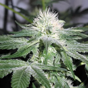 Auto Cookies Feminised